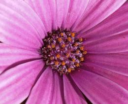 Purple Daisy!